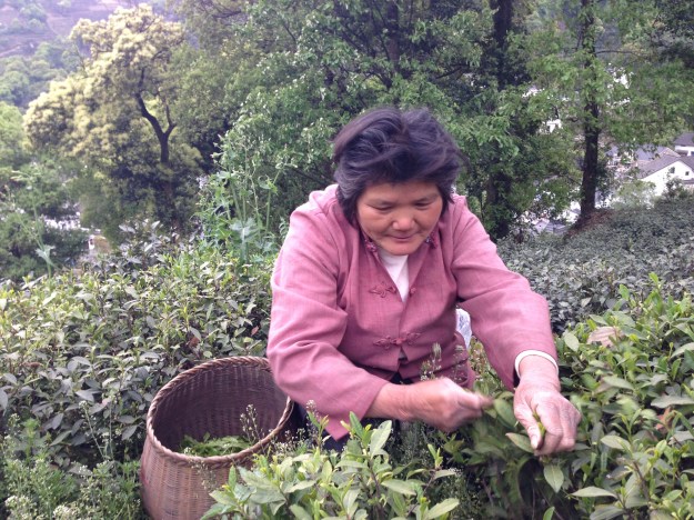 Tea picking